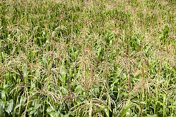 Image showing brushes of young corn