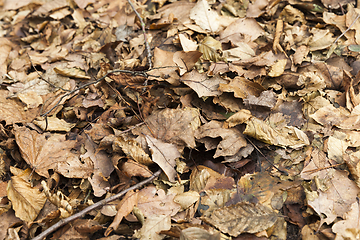 Image showing dry old foliage forest