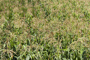 Image showing brushes of young corn