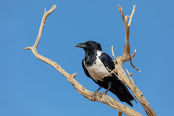 Image showing Pied crow in namib desert