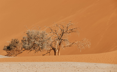 Image showing Dune 45 in Sossusvlei, Namibia desert