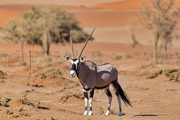 Image showing Gemsbok, Oryx gazelle on dune, Namibia Wildlife
