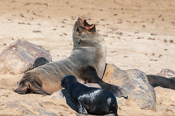 Image showing baby brown seal in Cape Cross, Namibia