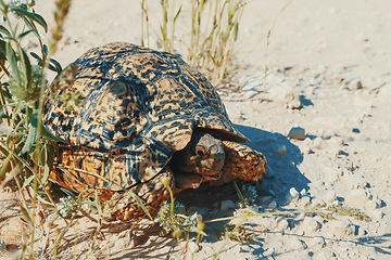 Image showing turtle leopard tortoise, South Africa wildlife