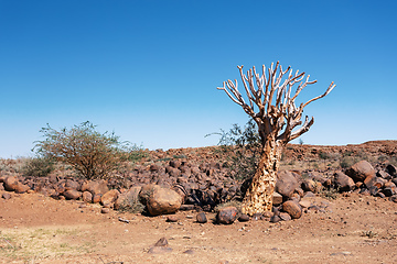 Image showing Aloidendron dichotomum, aloe tree, Namibia wilderness