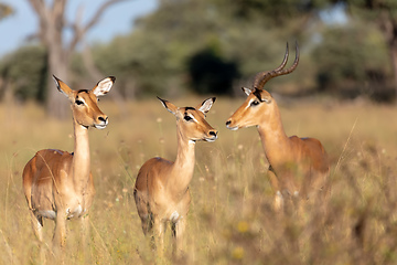 Image showing Impala antelope Namibia, africa safari wildlife