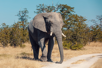 Image showing African Elephant in Chobe, Botswana safari wildlife