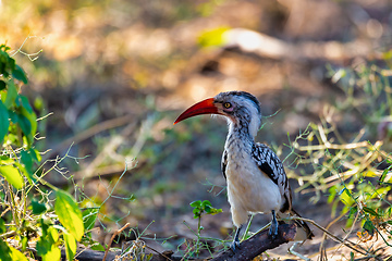 Image showing bird red-billed hornbill, Namibia, Africa wildlife