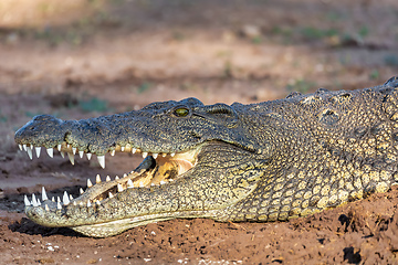 Image showing Nile Crocodile in Chobe river, Botswana