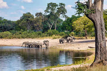 Image showing African elephant, Namibia, Africa safari wildlife