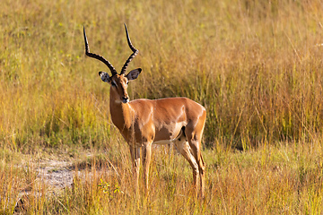 Image showing Impala antelope Namibia, africa safari wildlife