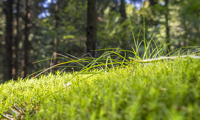 Image showing sunny forest scenery