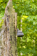 Image showing snag with tinder fungus