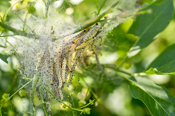 Image showing ermine moth caterpillars and web