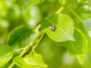 Image showing larva of a Ladybug