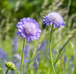 Image showing field scabious closeup