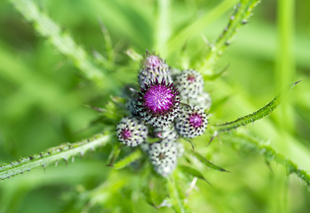 Image showing purple flower buds in natural ambiance