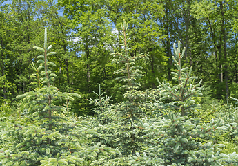 Image showing forest scenery with conifers