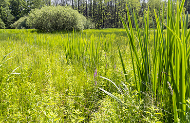 Image showing sunny wetland scenery