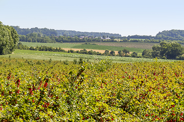 Image showing agricultural scenery in Hohenlohe