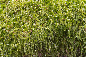 Image showing green moss detail