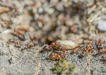 Image showing ants and cocoon