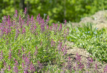 Image showing wild flowers closeup