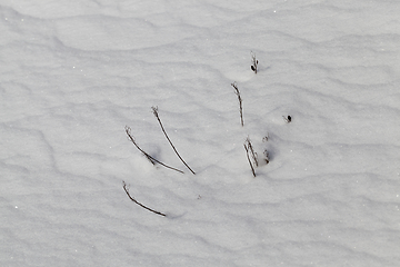 Image showing dry grass stems