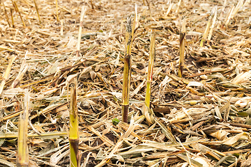 Image showing husks and leaves of corn Autumn