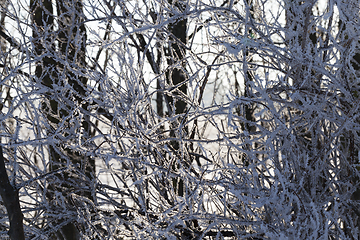 Image showing Winter time of the year