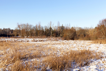 Image showing winter forest