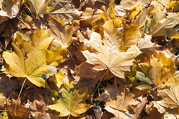 Image showing fallen maple leaves