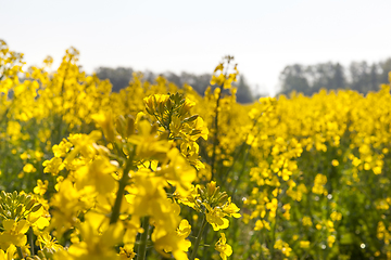 Image showing yellow large rape