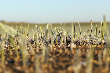 Image showing Agricultural field in winter