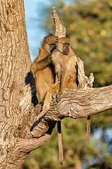 Image showing monkey Chacma Baboon, Namibia Africa safari wildlife