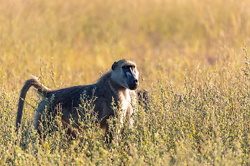 Image showing monkey Chacma Baboon, Namibia Africa safari wildlife