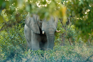 Image showing African elephant, Namibia, Africa safari wildlife