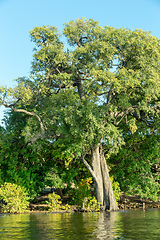 Image showing Chobe river Botswana, Africa wilderness