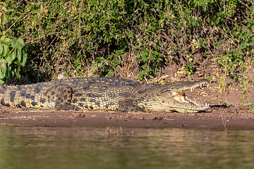 Image showing Nile Crocodile in Chobe river, Botswana