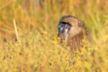 Image showing monkey Chacma Baboon, Namibia Africa safari wildlife