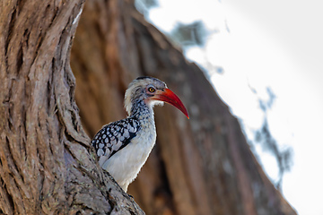 Image showing bird red-billed hornbill, Namibia, Africa wildlife