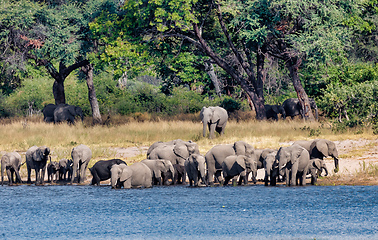 Image showing African elephant, Namibia, Africa safari wildlife