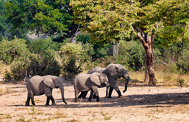 Image showing African elephant, Namibia, Africa safari wildlife