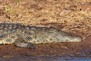 Image showing Nile Crocodile in Chobe river, Botswana