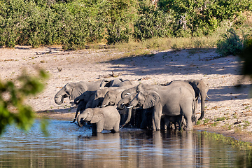 Image showing African elephant, Namibia, Africa safari wildlife