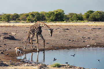 Image showing Giraffe on Etosha, Namibia safari wildlife