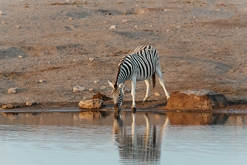 Image showing zebra reflection in Etosha Namibia wildlife safari