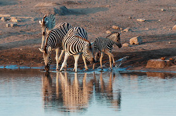 Image showing zebra reflection in Etosha Namibia wildlife safari