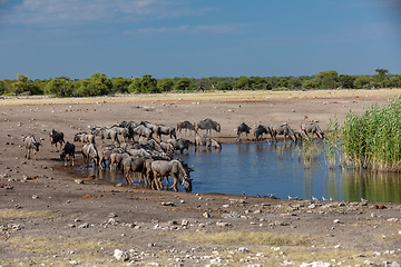 Image showing Blue Wildebeest Gnu, Namibia Africa wildlife safari