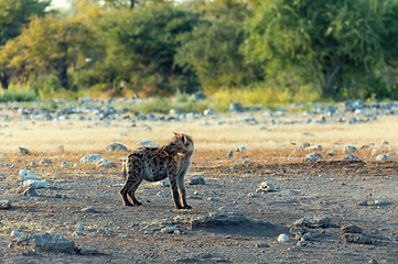 Image showing Spotted hyena, Namibia Africa safari wildlife